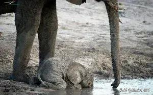 侵华日军残酷暴行,女子为活命脱下衣服让日本人拍摄,侮辱至死