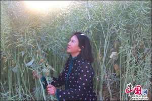 汽车加菜籽油(端午国油之王菜籽油飘香 云南依鲁成消费者首选)