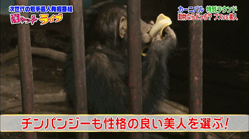 一丑女与一美女同时喂猩猩吃香蕉,结局尴尬