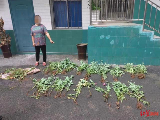 为治咳嗽?四川大竹一女子种植20株罂粟被警方处罚