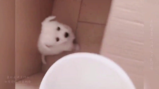 美女捡到一只小狗,带回家小狗眼神有光,给它吃火腿肠,好...