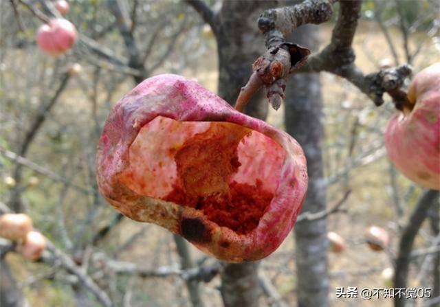 28张罕见图片,越南世界小姐比赛最受欢迎美女,乌克兰女兵