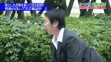 一丑女与一美女同时喂猩猩吃香蕉,结局尴尬