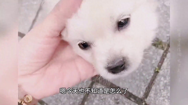 美女捡到一只小狗,带回家小狗眼神有光,给它吃火腿肠,好...