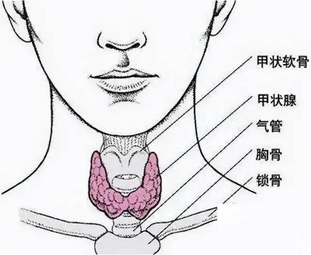 男生的喉结为什么不能随便乱摸?