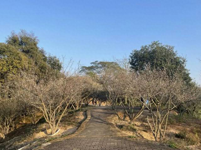 “小冻梨”们,惠州的花都给你们开好了!