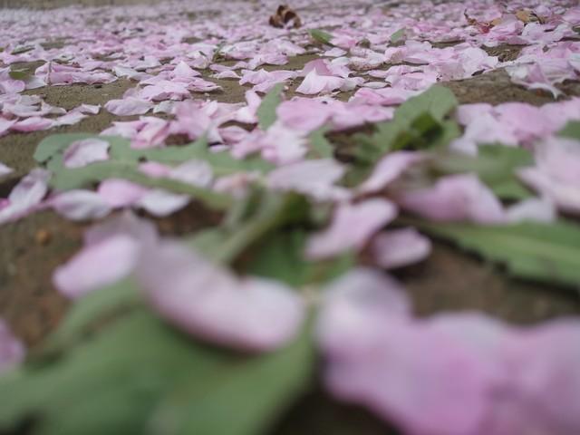 少女竟被大叔带到酒店,美女主动脱去衣服,献身五十岁的老男人!