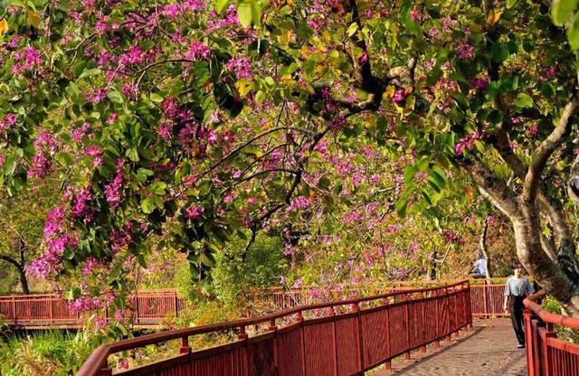 “小冻梨”们,惠州的花都给你们开好了!