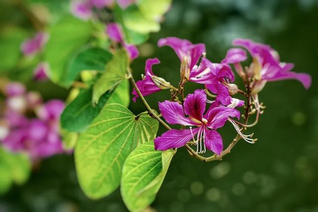 “小冻梨”们,惠州的花都给你们开好了!