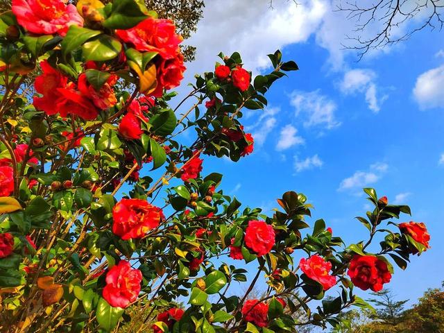 “小冻梨”们,惠州的花都给你们开好了!