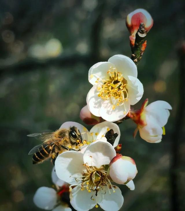 “小冻梨”们,惠州的花都给你们开好了!