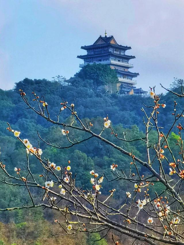 “小冻梨”们,惠州的花都给你们开好了!