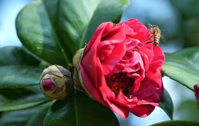 “小冻梨”们,惠州的花都给你们开好了!