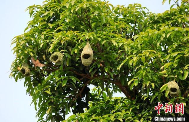 云南孟连:“基建狂魔”黄胸织布鸟扎堆筑巢