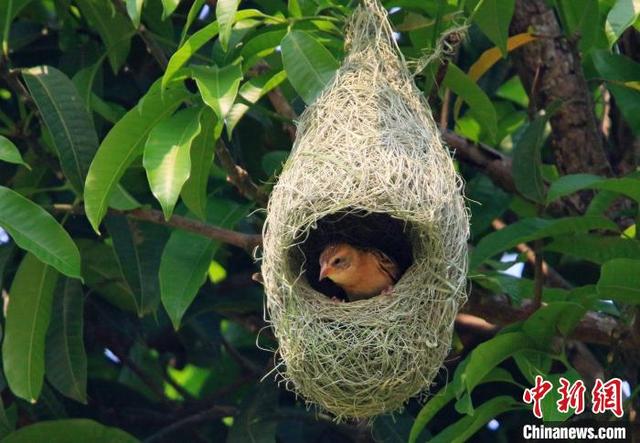 云南孟连:“基建狂魔”黄胸织布鸟扎堆筑巢