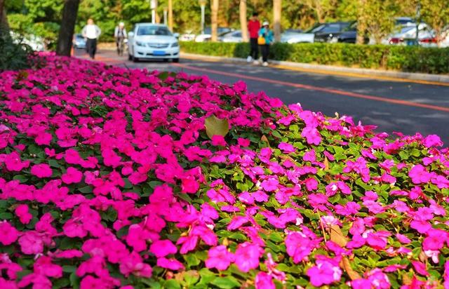 “小冻梨”们,惠州的花都给你们开好了!