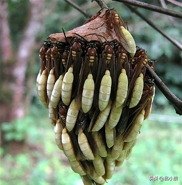 罕见照片:日本女人竟如此开放大胆,女学生脱光衣服全身赤裸上课