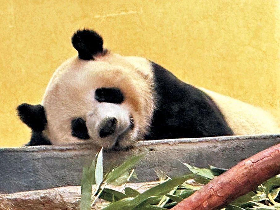 “安安”“可可”在香港住得怎么样?一起探访