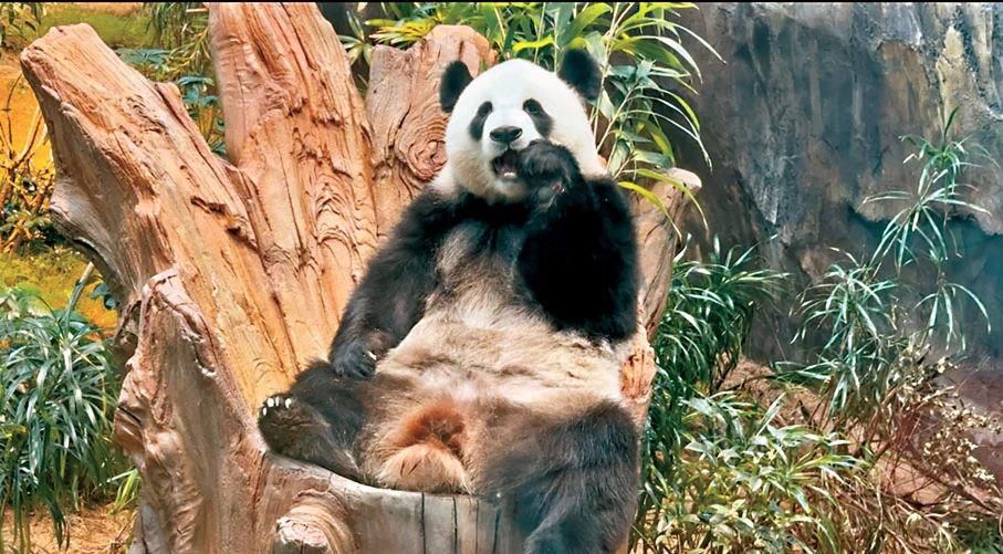 “安安”“可可”在香港住得怎么样?一起探访