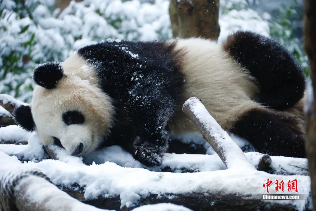 人这一辈子,一定要在冬天去一趟四川!