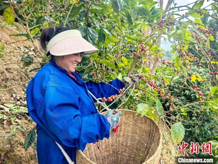 云南云县：咖啡产业引领新“丰”景