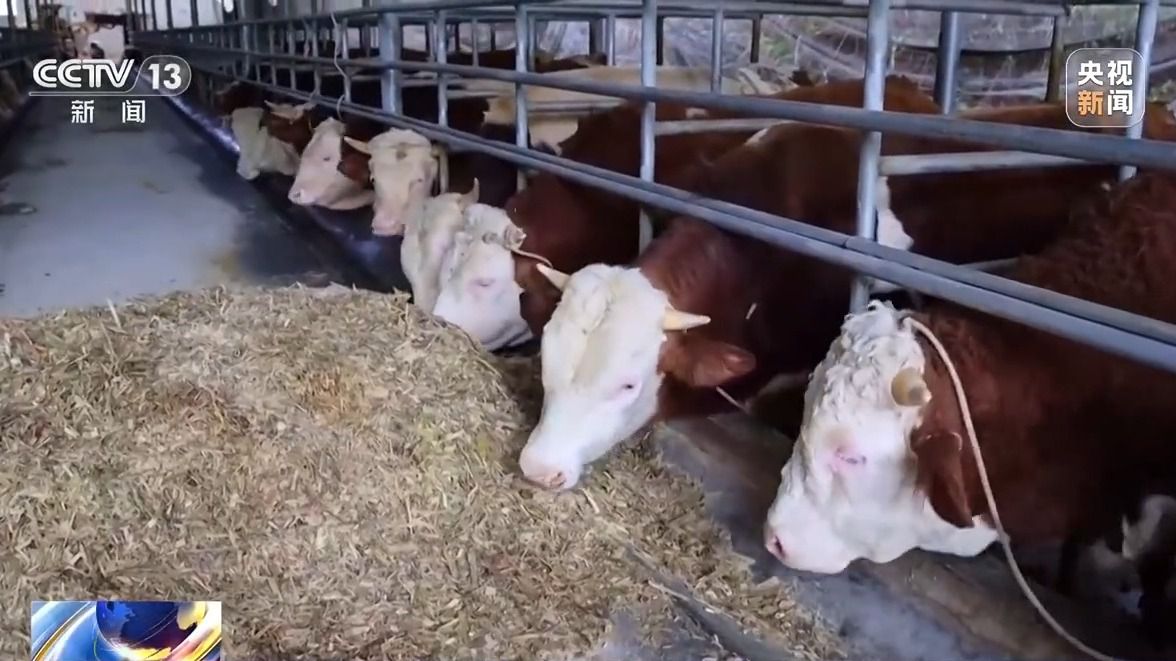 中南村:因地制宜强产业 群众增收有后劲