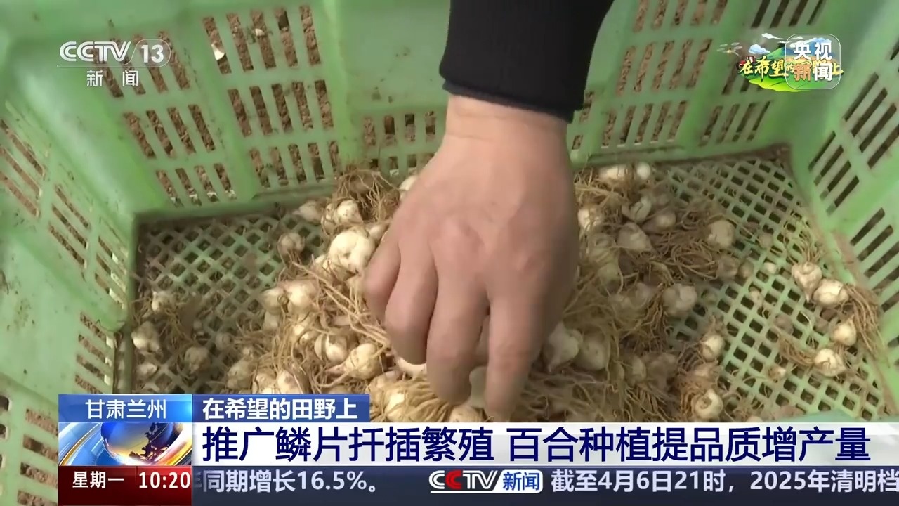 让麦田喝上“聪明水”、百合种植新技术……清明时节农事忙