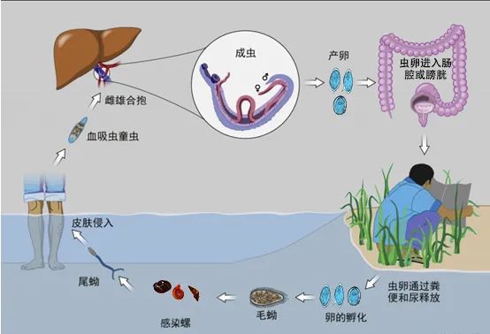 男子湖里游泳后出现血尿症状,竟是这种虫子“作祟”!预防方法→