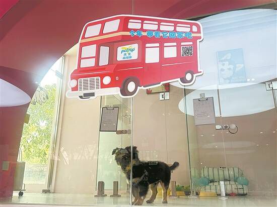 坐飞机、搭高铁、乘地铁!这个五一“毛孩子”也能说走就走