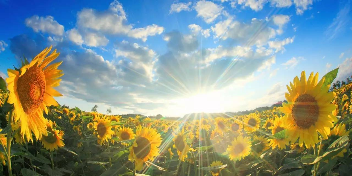 收入首次突破70亿，洽洽食品以“品质+创新”跨越新周期