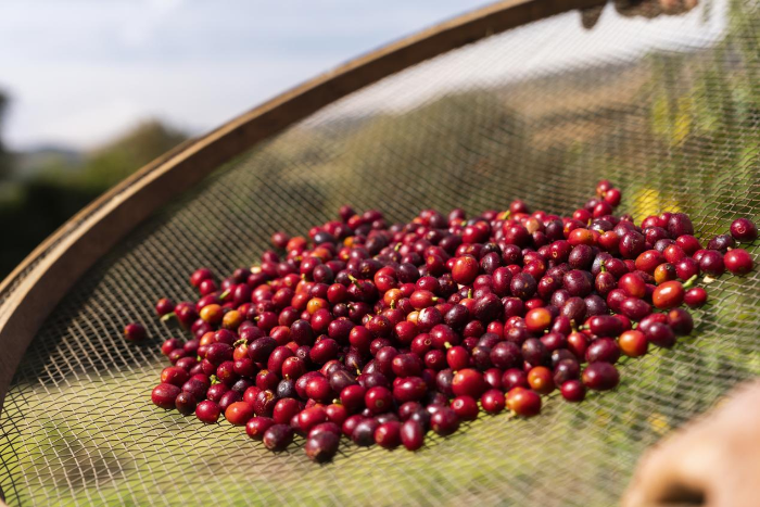中拉关系中的瑞幸：一杯咖啡背后的经济与文化流动