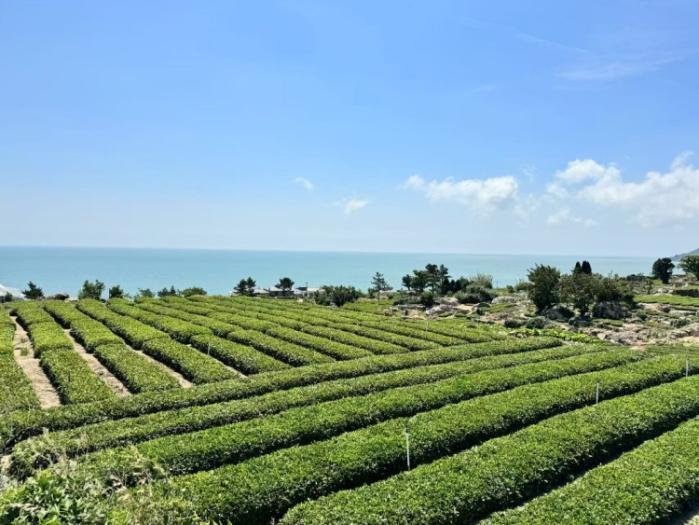 【中国那些事儿】“中国茶”何以香沁人心？当外国人邂逅中国茶：千年文化融于一盏！