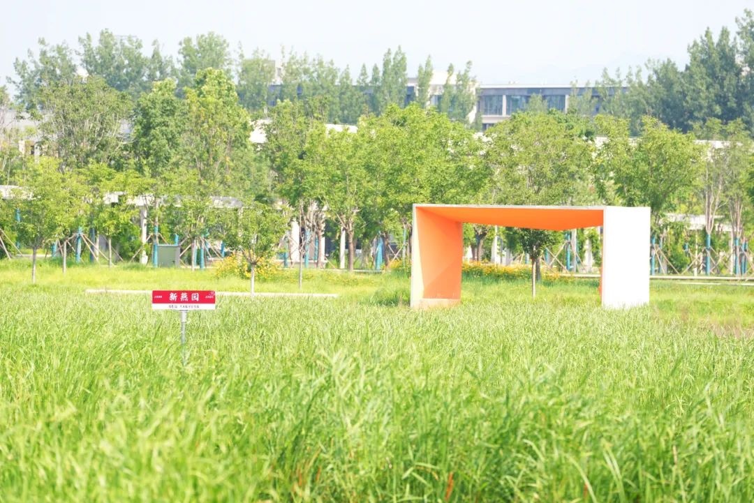 从新燕园出发，一路生花——祝2025届学子毕业快乐！