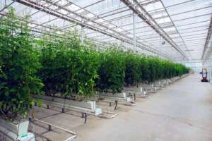 活力中国调研行丨来到这家“植物工厂”，就知道智慧农业究竟有多炫酷