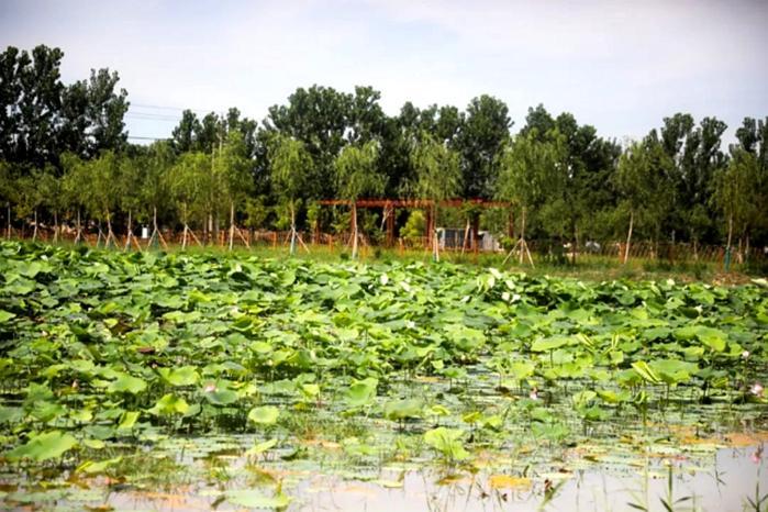 江苏丰县：文明新风润乡野 和美生态入画来