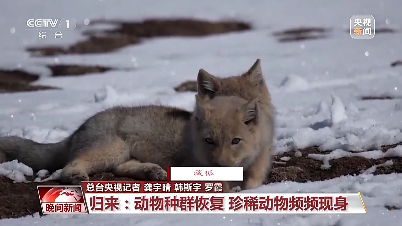 看见美丽中国丨三江源20年蜕变:千湖归来 “中华水塔”焕新生