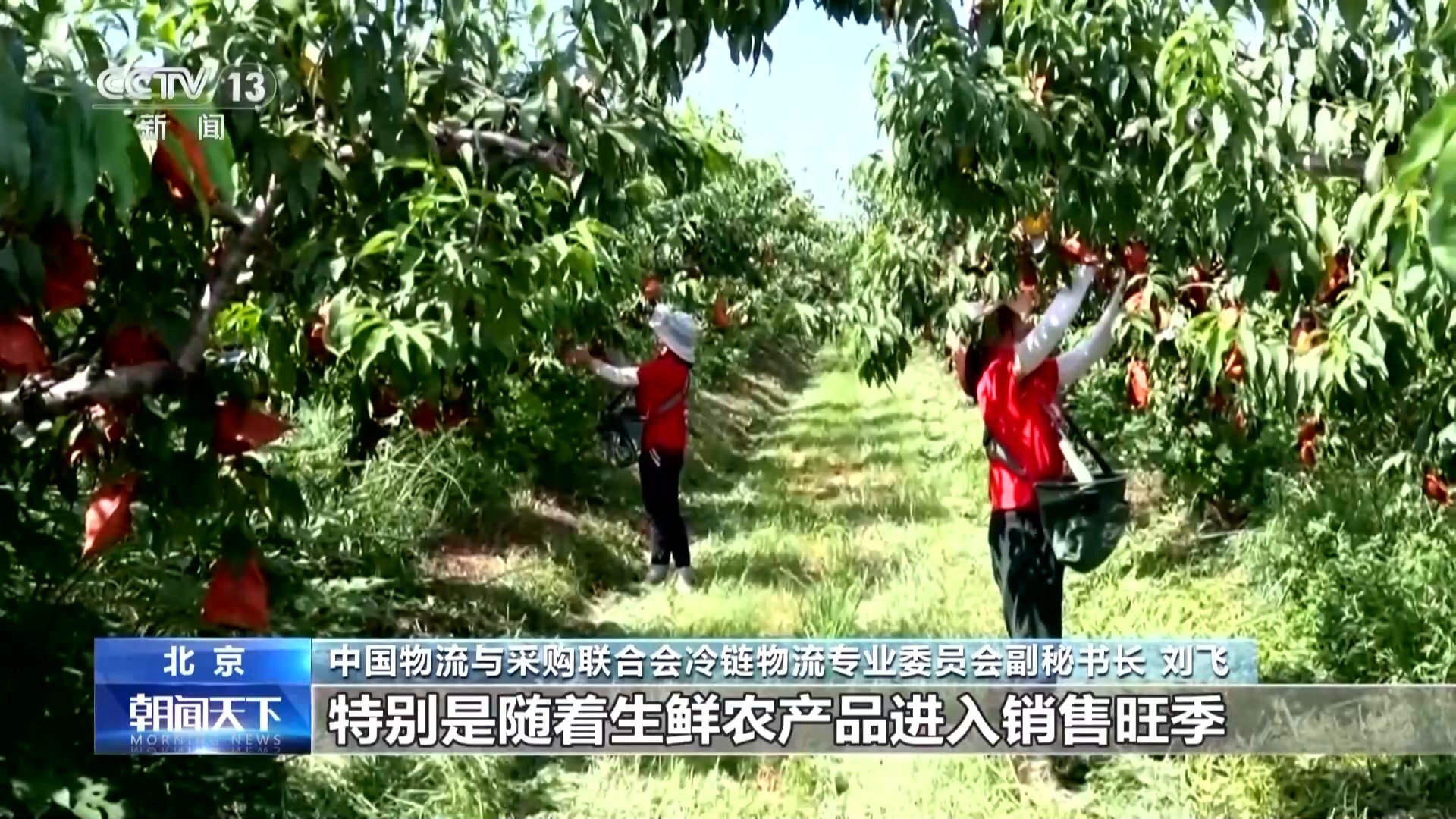 市场规模持续扩大 我国冷链物流运行上半年数据出炉