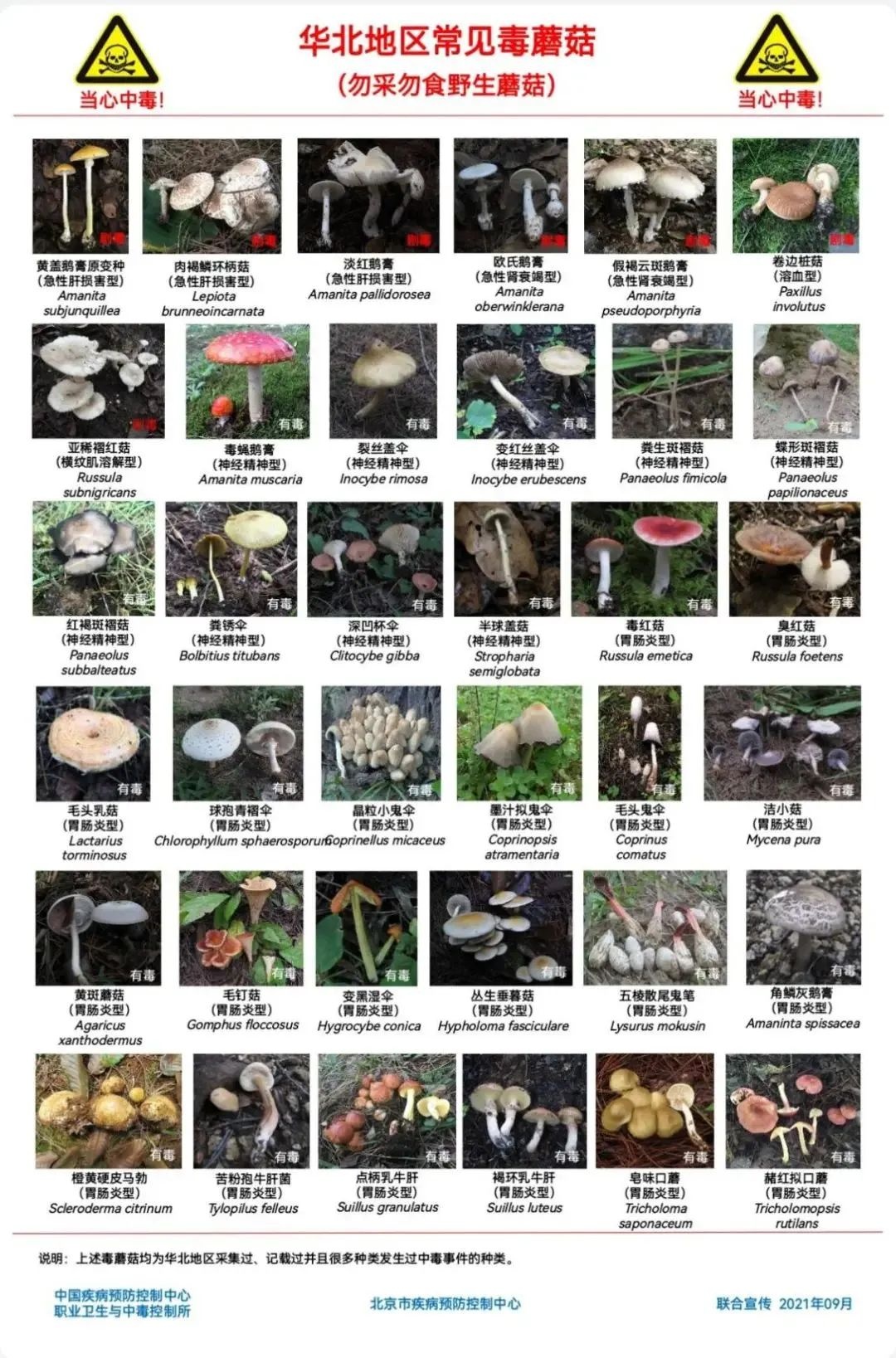 雨后大量出现!别摘、别买、别吃,可致多器官衰竭