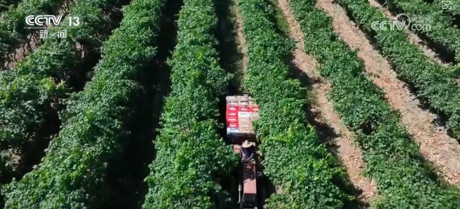 “粮饲双收”“一塘多收”……新技术“大显身手”绘就秋日别样好“丰”景