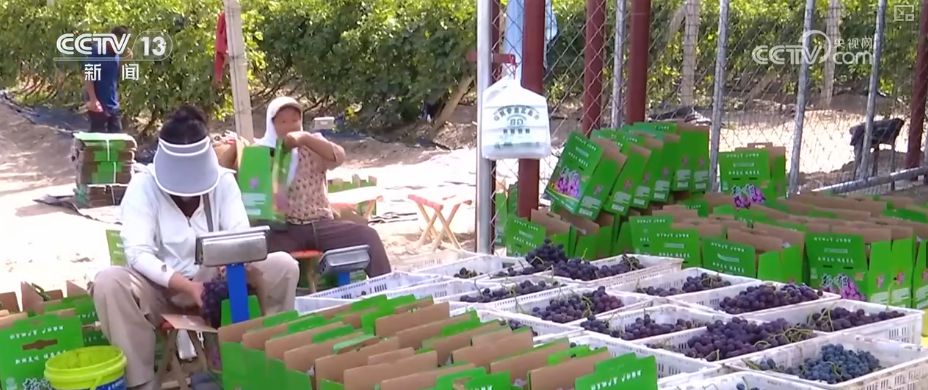 “粮饲双收”“一塘多收”……新技术“大显身手”绘就秋日别样好“丰”景