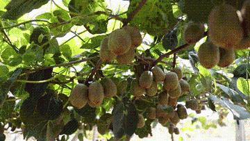 又是一年丰收时｜丰收时节享美景，农文商旅融合铺就乡村振兴画卷