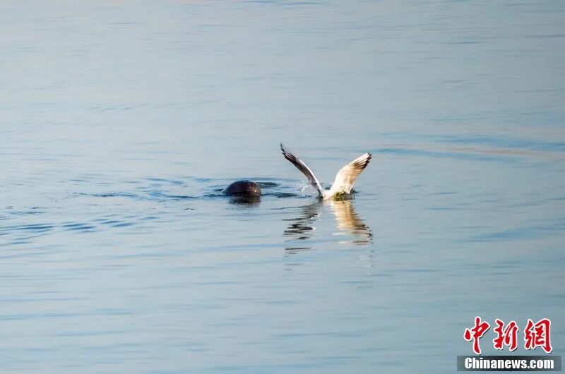 图为南昌“江豚湾”,江豚与江鸥争食。章斌 摄.jpg