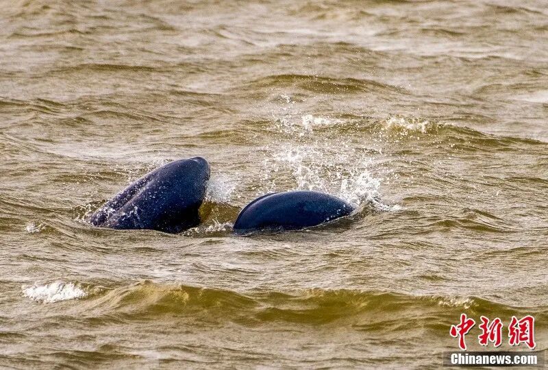 图为南昌“江豚湾”,江豚欢悦畅游。章斌 摄.jpg