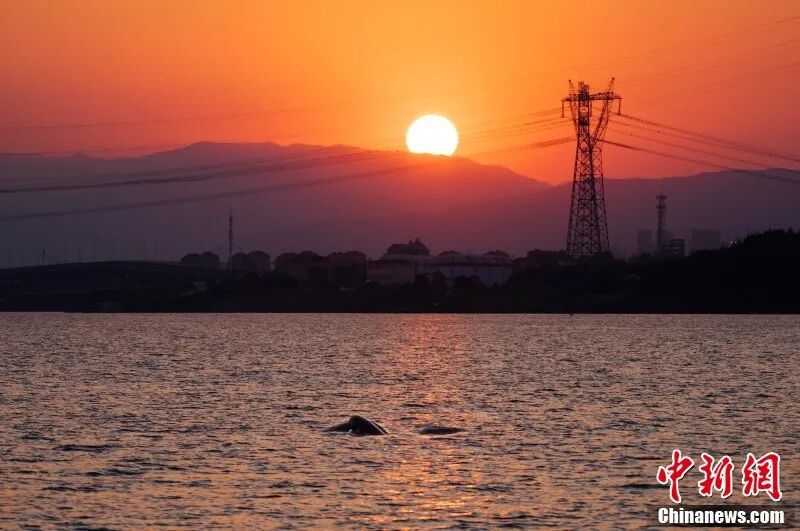 图为在南昌“江豚湾”,江豚畅游与夕阳构成美好画卷。章斌 摄.jpg