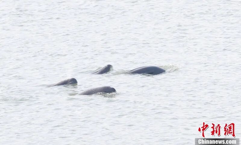 图为在南昌“江豚湾”,成群江豚欢快畅游。章斌 摄.jpg