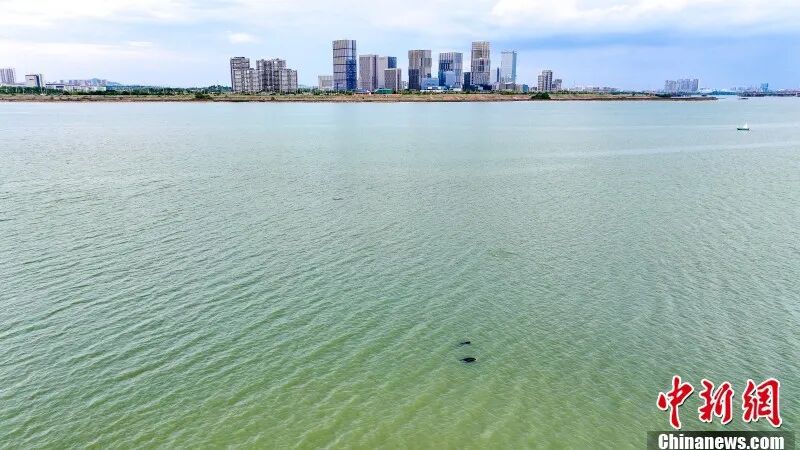 图为航拍南昌“江豚湾”的江豚。 章斌 摄.jpg